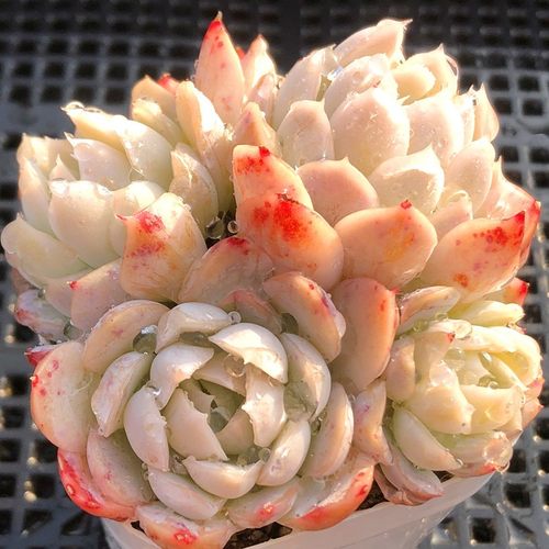 墨西哥雪球控养精选状态单多头多肉植物室内阳台楼顶盆栽绿植花卉 - 图3