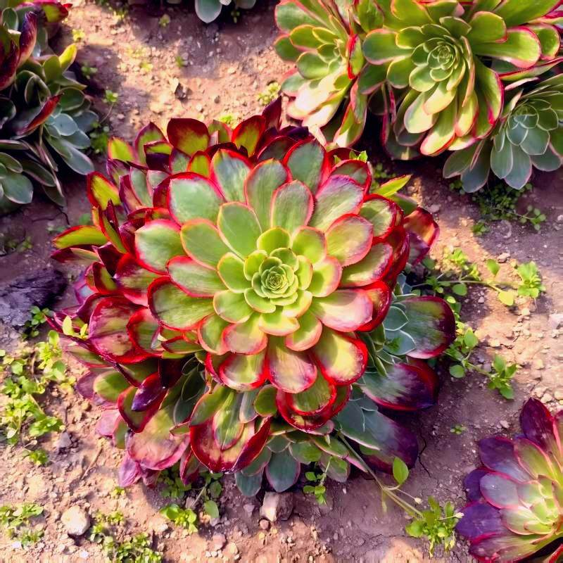 粉花妖夜宴法师锦多肉植物室内桌面大颗盆栽种苗鲜活倾城变异手捧,淘宝优惠券,粉丝福利购,淘宝优惠卷