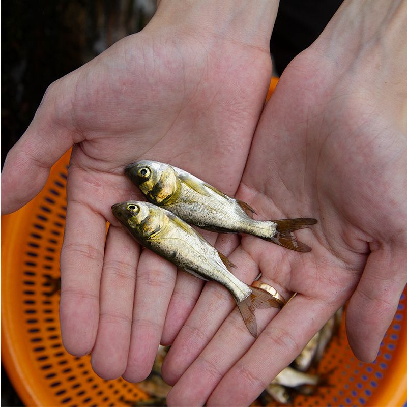 花鲢鱼苗胖头鱼苗大头鱼黑鲢包头鱼雄鱼麻鲢活体鳙鱼白鲢养殖鱼 - 图1