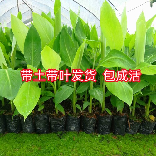正宗红美人香蕉树苗红皮香蕉苗南北方四季种植耐寒抗冻当年结果 - 图3