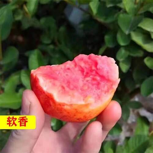 奶油芭乐软心番石榴嫁接树苗四季红心软糯香甜芭乐盆栽地栽南北方 - 图2