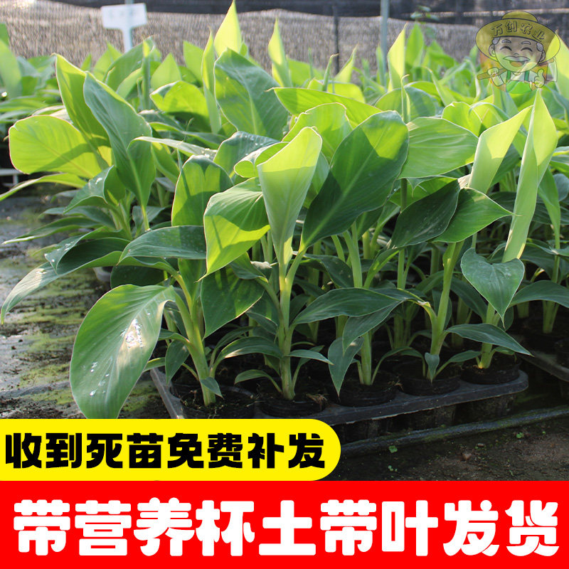 正宗粉蕉树苗中蕉9号香蕉苗苹果蕉皇帝蕉苗南方小米蕉苗当年结果,淘宝优惠券,粉丝福利购,淘宝优惠卷