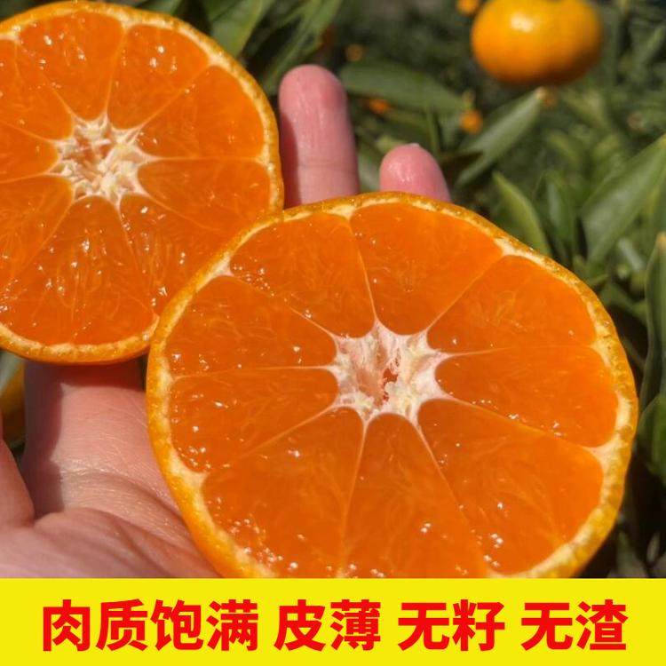 正宗临海涌泉高山蜜桔当季新鲜水果无核现摘现发贡品级爆汁包邮,淘宝优惠券,粉丝福利购,淘宝优惠卷