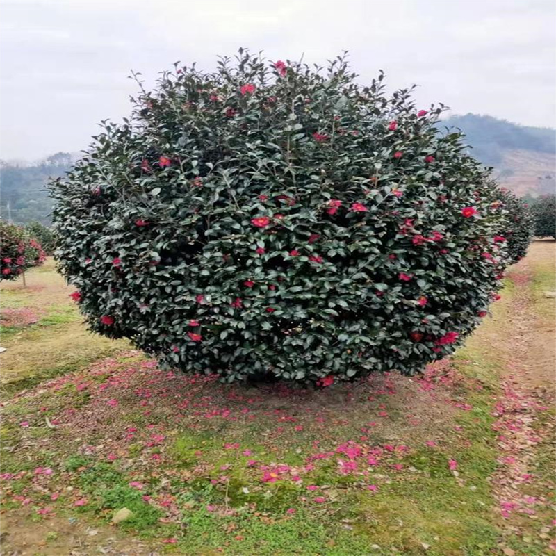 茶梅花苗树苗茶梅球茶花盆栽冬茶梅盆栽四季带花苞庭院耐寒茶花苗 - 图2