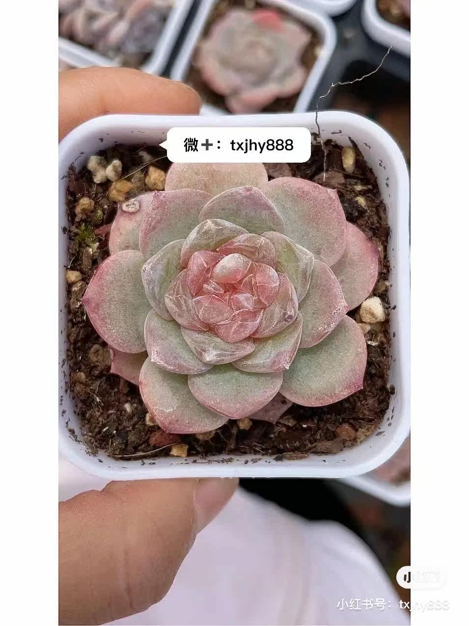 美植物珀 新人首单立减十元 22年11月 淘宝海外