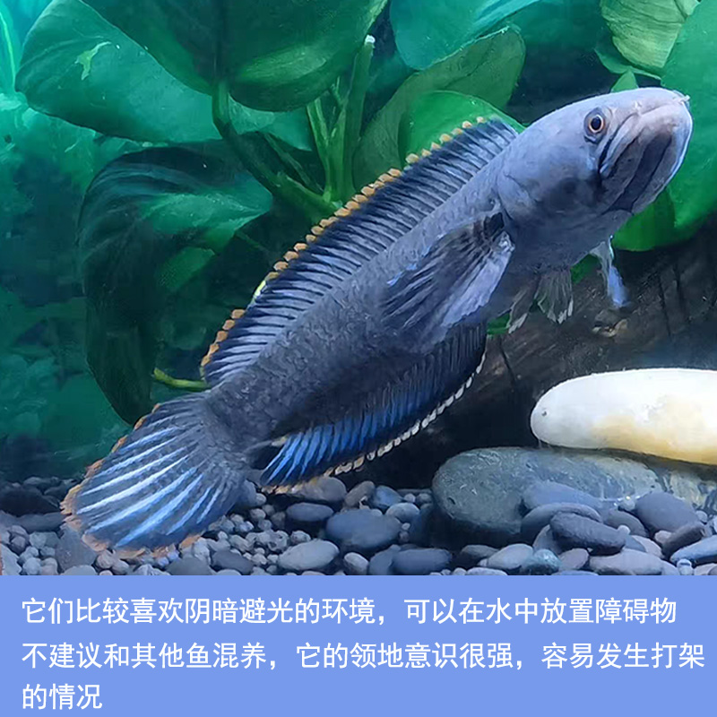 彩虹雷龙鱼活体 阿萨姆奶茶 南鳢冷水鱼七星鱼耐养观赏鱼包邮包活 - 图1