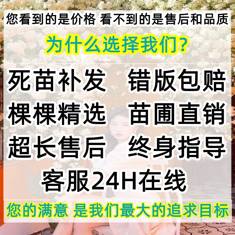 重瓣甜蜜红木香花苗树苗老桩大苗盆栽黄白木香爬藤植物四季开花卉 - 图1