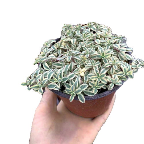 日本进口 花叶蝇子草 Silene uniflora 多年生耐寒庭院盆栽植物 - 图3