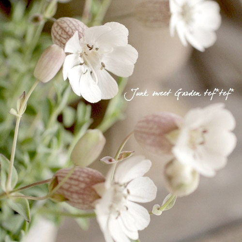 日本进口 花叶蝇子草 Silene uniflora 多年生耐寒庭院盆栽植物 - 图2