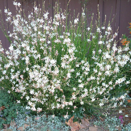 山桃草'盛情夏日'Gaura lindheimeri 多年生耐寒耐热 盆栽植物 - 图0