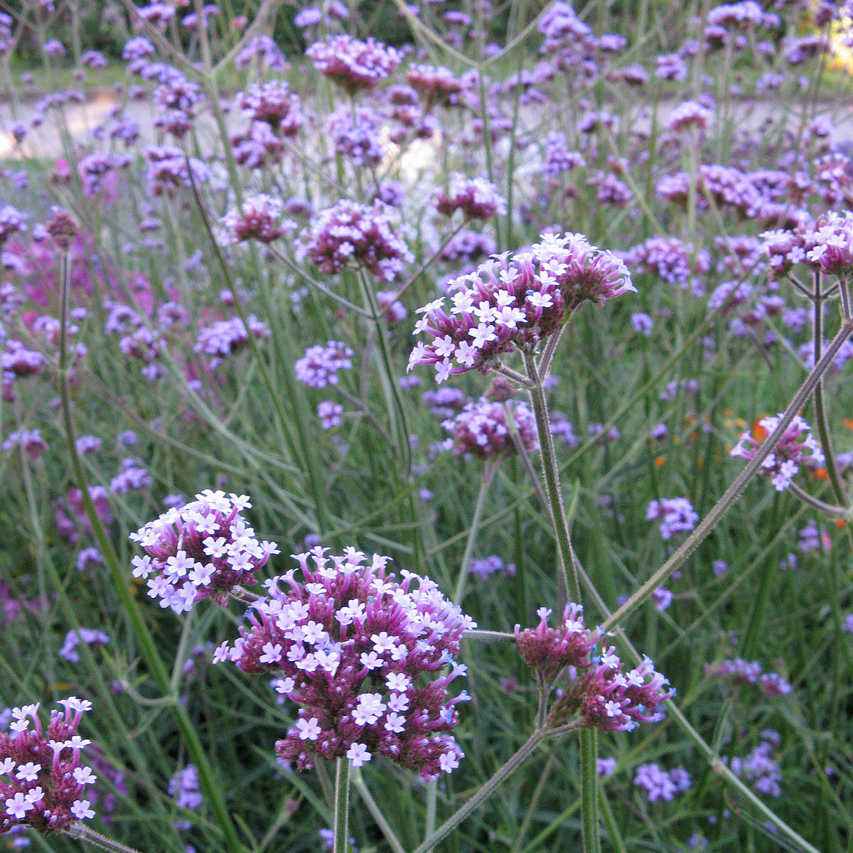 柳叶马鞭草 Verbena bonariensis香草苗盆栽切花观赏植物-图2