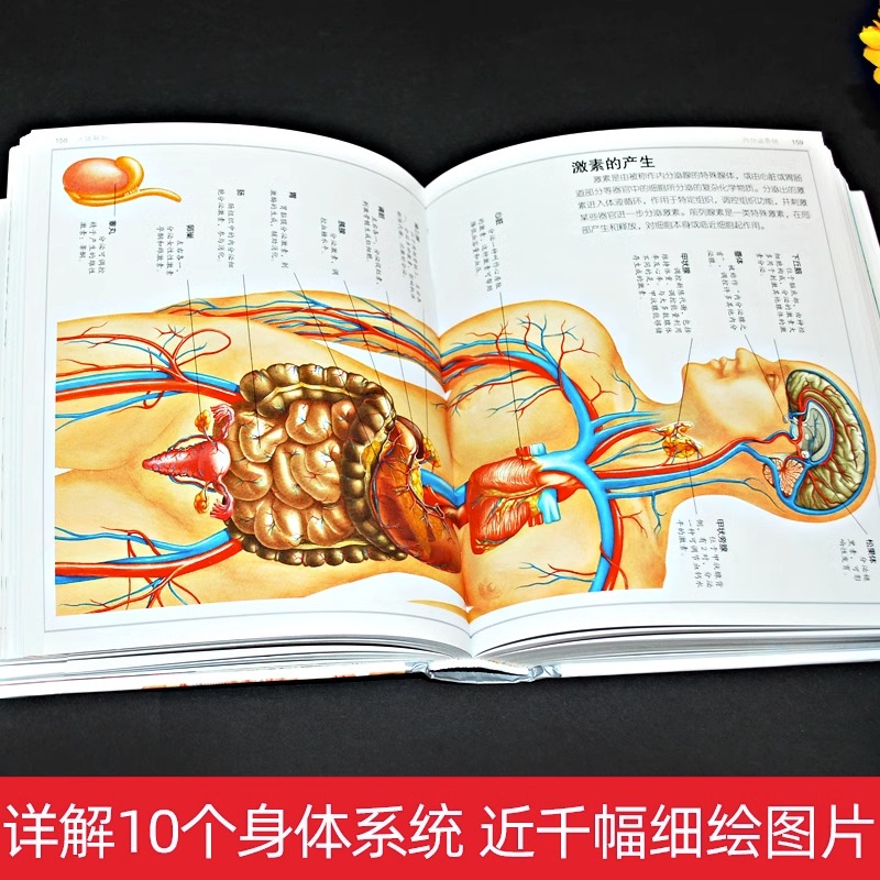 精装升级版DK人体百科全书海量图片揭秘我们的身体骨骼结构图解以文字为孩子探索认识人体科普打开兴趣四五年级课外书读绘本 - 图2