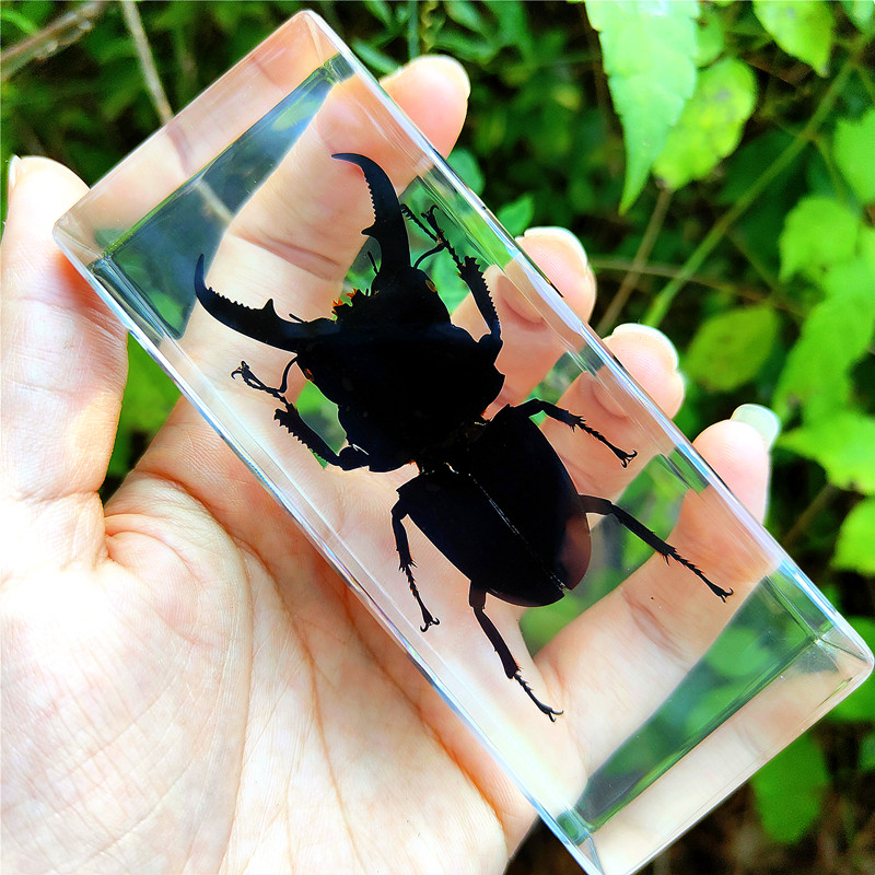 真实昆虫标本幼儿园动物琥珀树脂摆件甲虫蜈蚣蝎子蜘蛛螳螂星天牛-图1