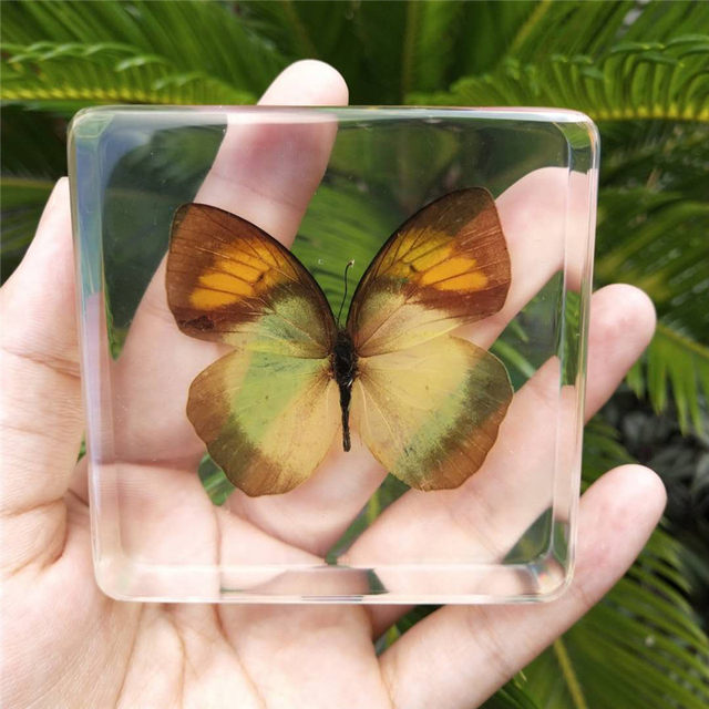 Animal specimen kindergarten teaching real resin butterfly