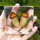 Animal specimen kindergarten teaching real resin butterfly