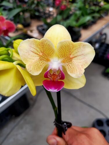 精品蝴蝶兰直播间专用一物一拍室内阳台花卉花期长下单备 - 图1