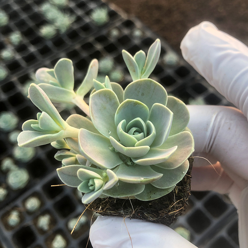 子持莲华多肉植物桌面盆栽易爆盆多侧芽景天科迷你奇趣萌物包邮-图1