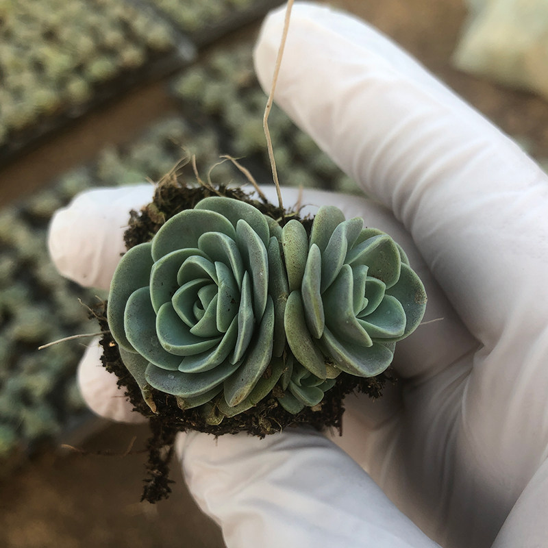 子持莲华多肉植物桌面盆栽易爆盆多侧芽景天科迷你奇趣萌物包邮,淘宝优惠券,粉丝福利购,淘宝优惠卷