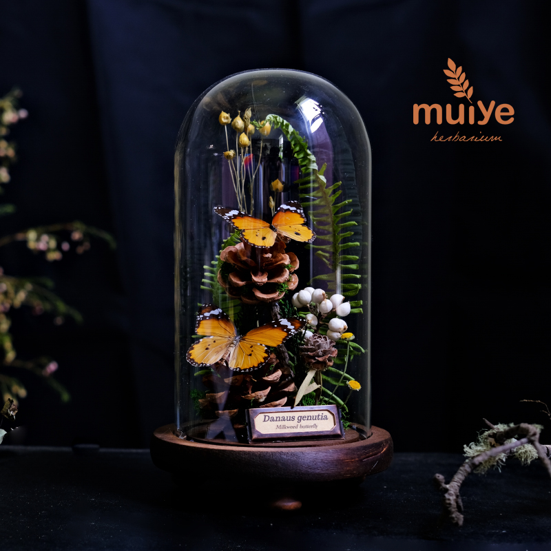 玻璃罩蝴蝶标本植物标本干花摆件昆虫家居软装陈列礼物生态微景观-图1