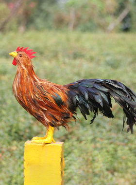 仿真锦鸡摆件真羽毛模型