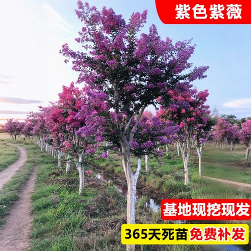 一物一拍百日红紫薇树苗红火箭天鹅绒庭院别墅室外道路绿化风景树 - 图0