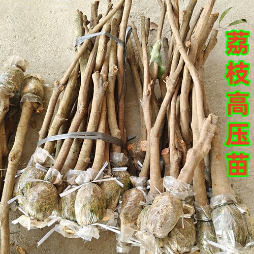 广州桂味荔枝树苗高压圈枝大树果苗糯米滋无核带土特大庭院别墅 - 图2