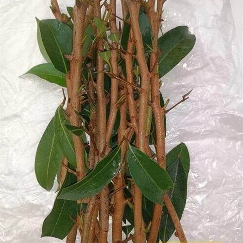 广州从化发货嫁接枝条芽穗新品种荔枝嫁接枝条荔枝品种改良 - 图2