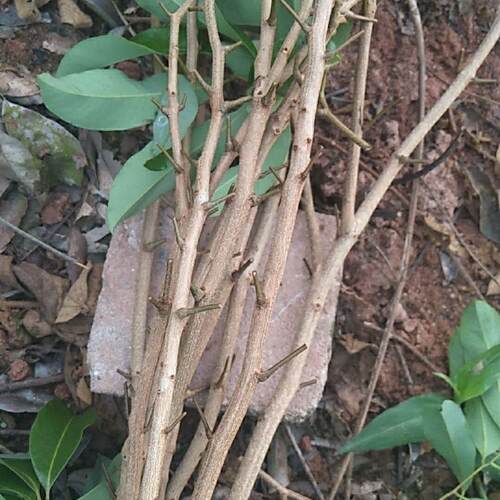 广州从化发货嫁接枝条芽穗新品种荔枝嫁接枝条荔枝品种改良 - 图3