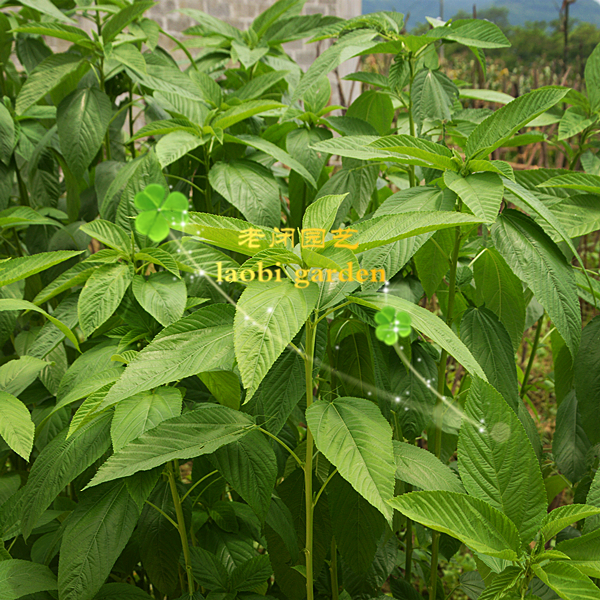 埃及帝王菜种子苗 国王菜野麻婴麻叶菜 蔬菜野菜阳台盆栽 满包邮 - 图2