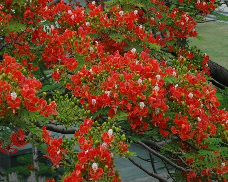 凤凰木树苗 红花楹树苗 庭院树苗 盆栽植物 绿化树苗风景树 - 图2