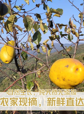 25年闻香木瓜新鲜 车载香熏室内除味新鲜香木瓜泡酒 中药材香木瓜