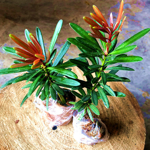 海岛四季红芽罗汉松盆景紫金钻太子妃鲜卉盆栽菊花心树苗发财植物 - 图2