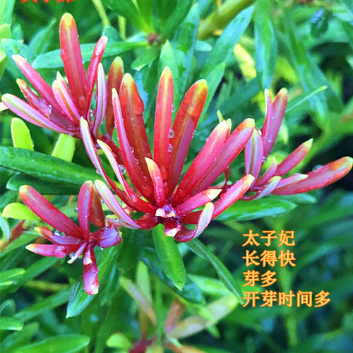 海岛四季红芽罗汉松盆景紫金钻太子妃鲜卉盆栽菊花心树苗发财植物 - 图1