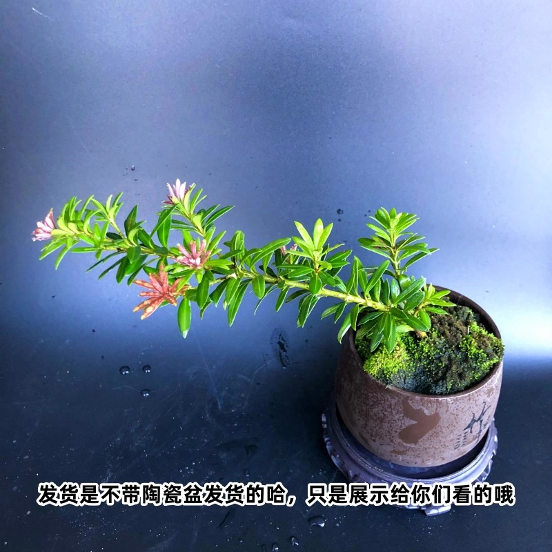 图4