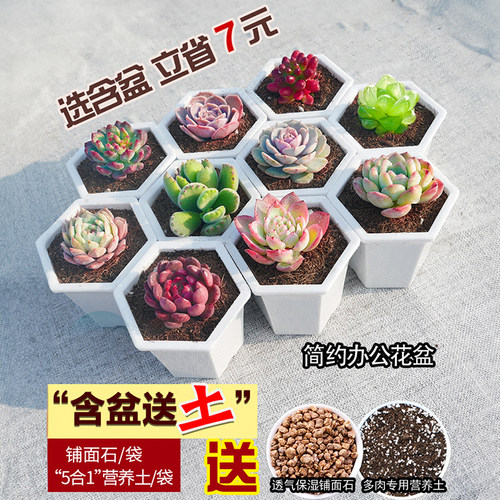 多肉植物组合盆栽绿植肉肉办公桌室内花卉办公桌面新手带盆蓝鸟 - 图0