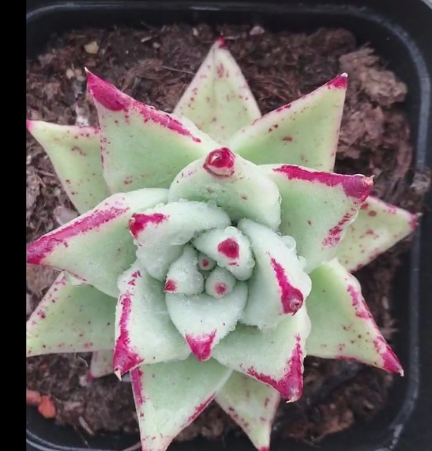 多肉植物组合盆栽小花卉好养室内乌木肉肉大颗包邮清仓含盆带土 非凡园艺 淘优券