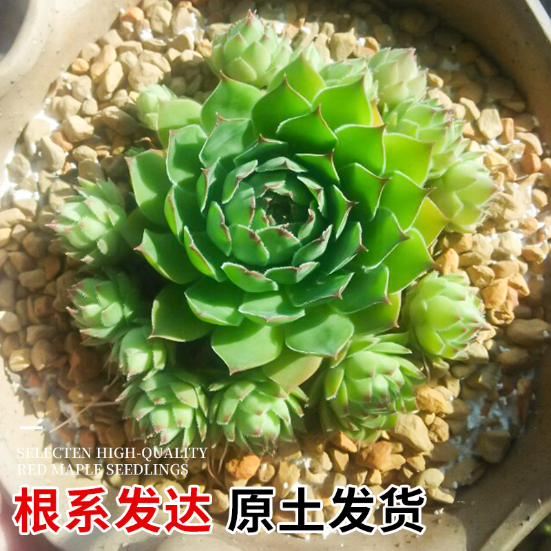 观音莲多肉植物室内盆栽高端多肉肉植物大颗好养花卉绿植多肉批发,淘宝优惠券,粉丝福利购,淘宝优惠卷