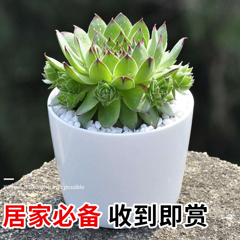 观音莲多肉植物室内盆栽高端多肉肉植物大颗好养花卉绿植多肉批发,淘宝优惠券,粉丝福利购,淘宝优惠卷