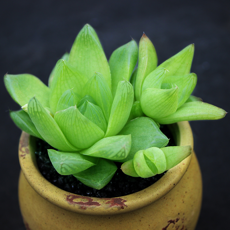 多肉植物组合盆栽绿植花卉含盆带土新手肉肉特价大颗水晶草玉露