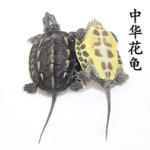 花龟珍珠龟活物外塘中华草龟乌小龟苗宠物观赏龟长寿龟超大台湾体 - 图3