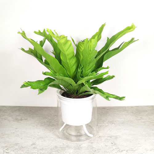 耐阴喜湿雨林缸造景附生室内植物墙盆栽绿植白月光展叶火焰鸟巢蕨 - 图3