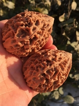 Beijing Wen playing walnut shop -43 boutique old tree hatchery (ultra boutique pair) B306