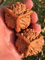 41 old tree boutique triangular lion head running thick and ripening (superb boutique to the collection level)