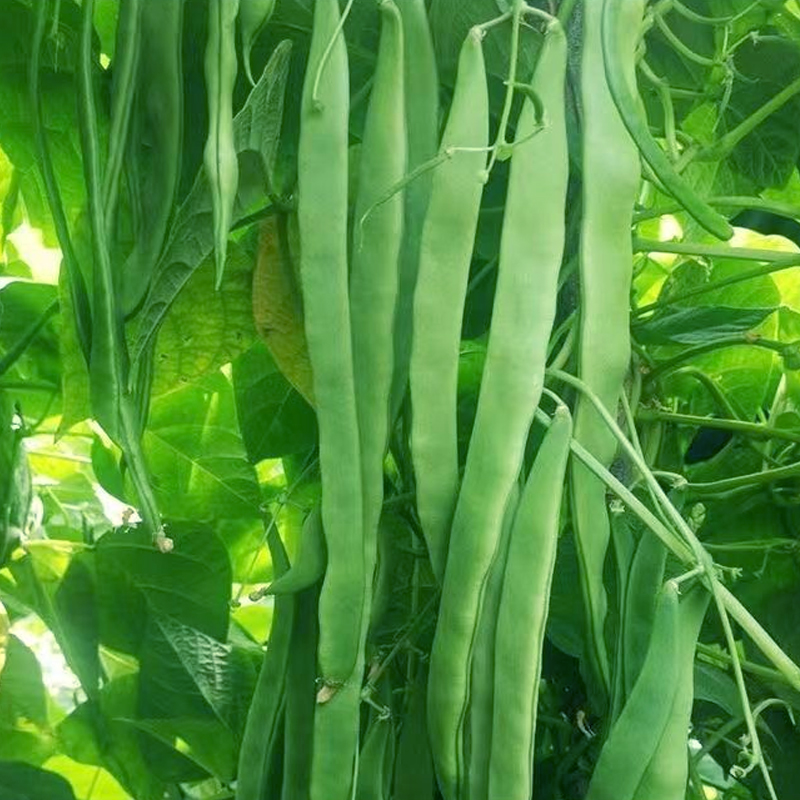 宽扁四季豆种子高产豆角青芸豆种籽纤维少春秋季架豆爬藤蔬菜种孑 - 图0