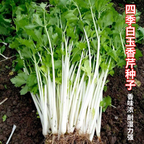 Four seasons white jade fragrant cress seed celery seed crisp and tender and white cress seed white stem white stalk heat-resistant and high-yield vegetable seed