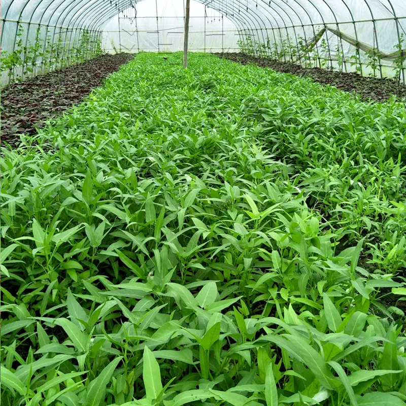 柳叶空心菜种子圆叶四季菜苗菜籽蔬菜大叶空心菜种籽种孑农家盆栽-图1