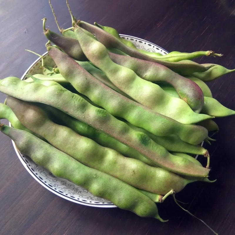 高产无筋无柴肉厚宽角早熟紫花大油豆种子东北油豆角种籽蔬菜种孑-图1