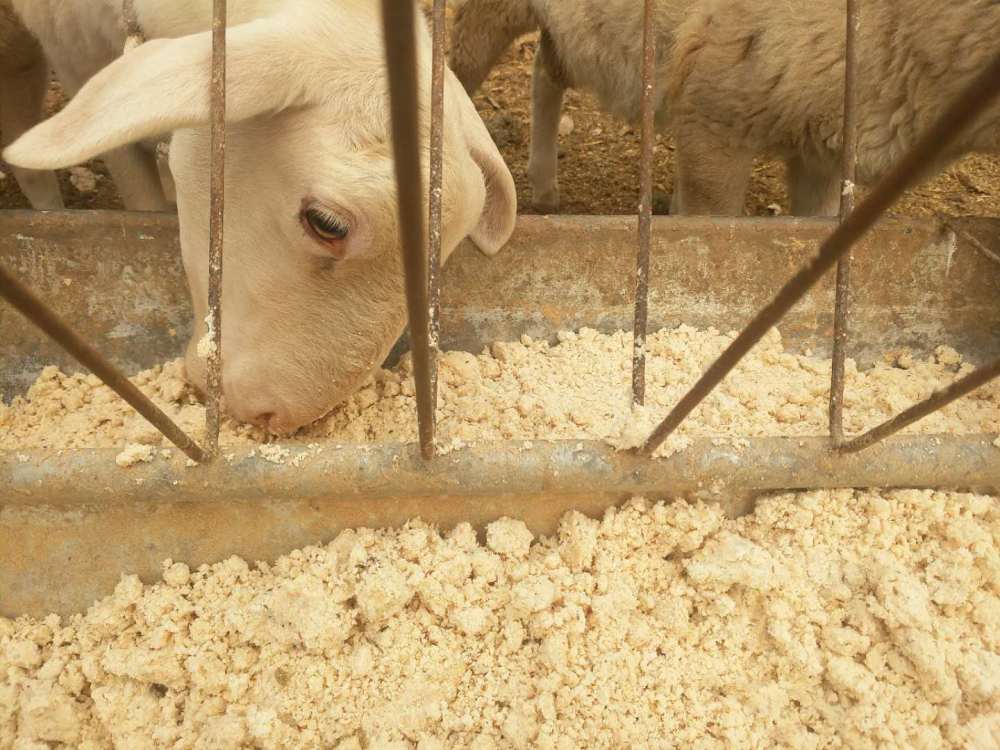 云南贵州广西新鲜豆渣豆腐渣猪鸡牛羊养鸭鹅虫鱼用半干豆腐渣发酵 - 图0