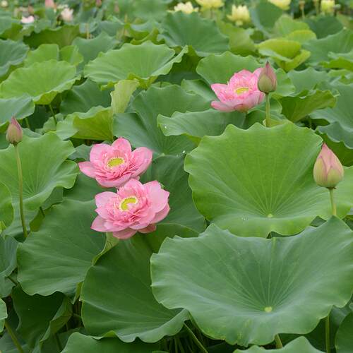 【素牡丹】碗莲乌托邦-中大型水生阳台庭院盆栽观赏荷花种藕苗cqu - 图3