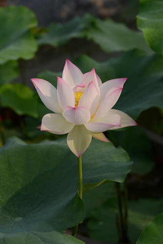 碗莲乌托邦-冬荷8号/冬8/冬八 中大型/可中 水生花卉观赏荷花种藕 - 图0